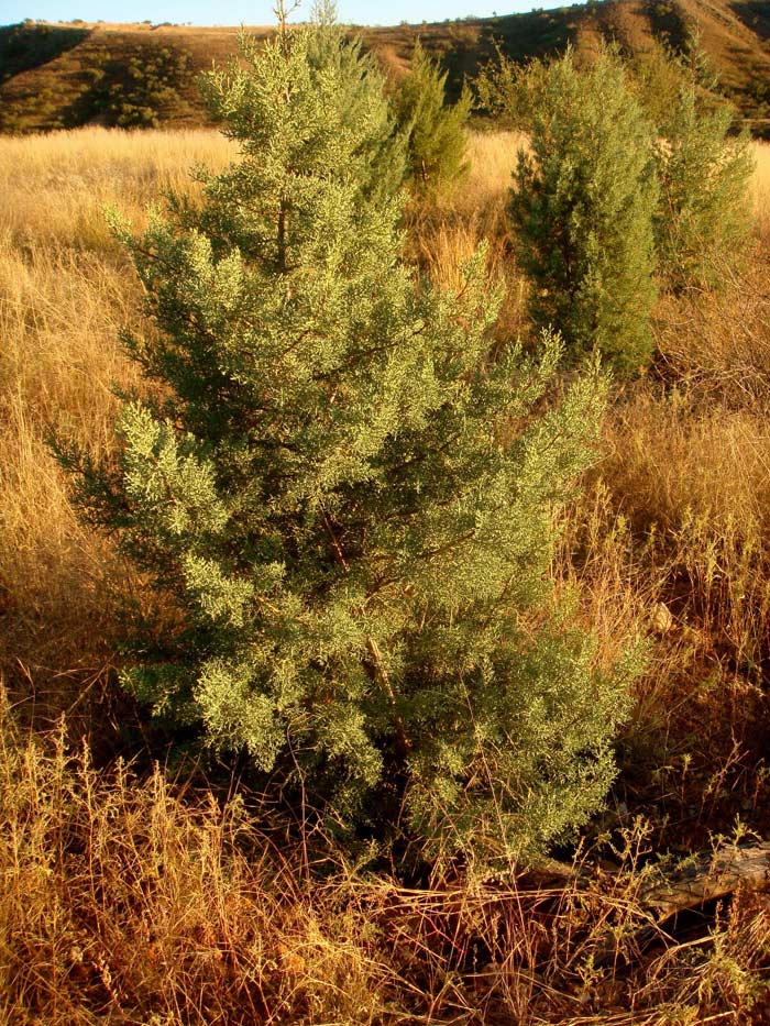 Large Arizona Cypress