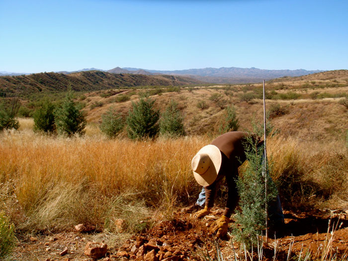 Tree choices, benefits to wildlife